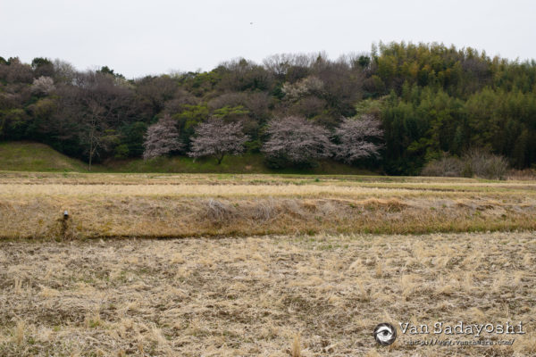 営業用の資料としての作品