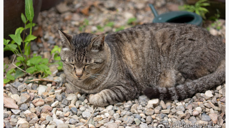 お金を払って責任を負ってもらえる時点でだいぶ有り難い話
