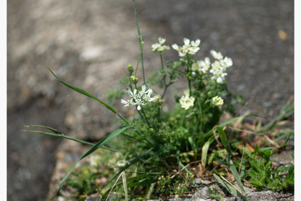 後ろのごわごわを調整する