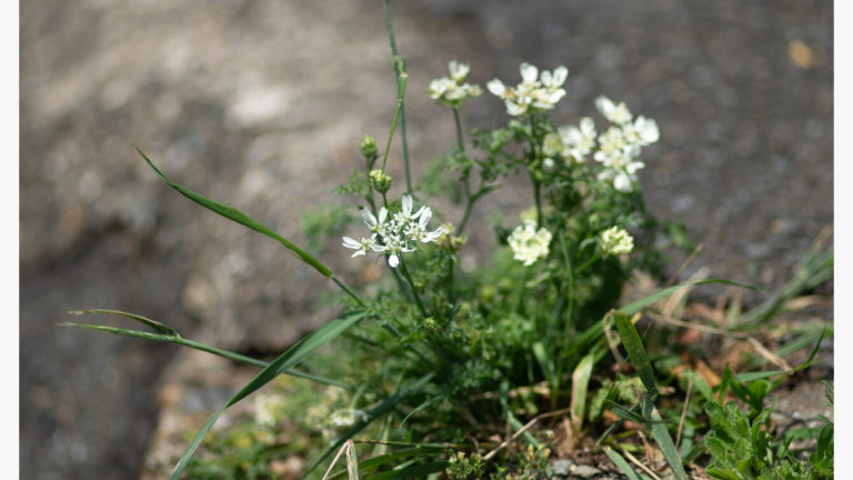 後ろのごわごわを調整する
