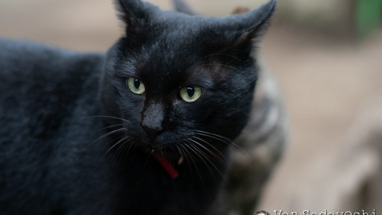 カラコンにキャッチライトを描く時代