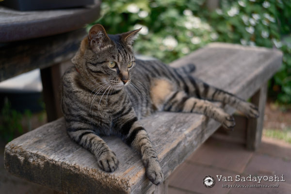 ペイントイットホワイト