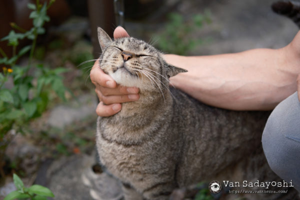 良い作例写真の条件