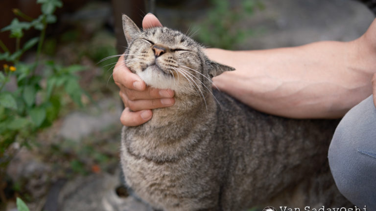 良い作例写真の条件