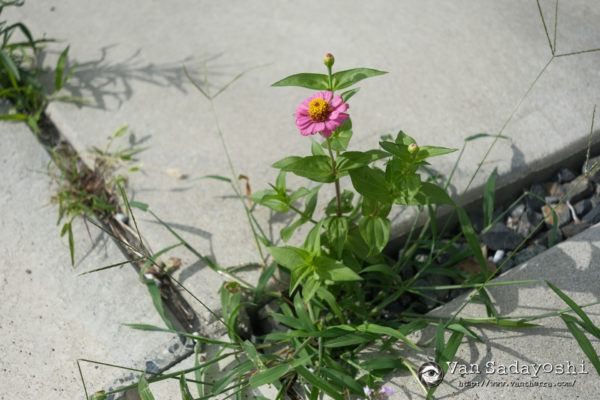 曲面を平面化したいんだけど