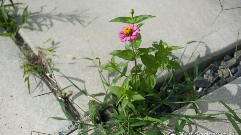 曲面を平面化したいんだけど