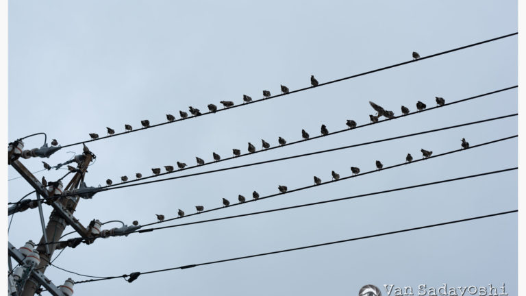 ちゃんと水平を優先するか否か
