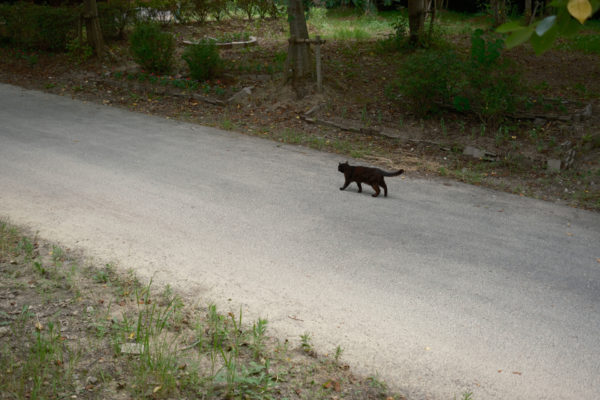 趣味写真はmicroSDで良いのかもしれない