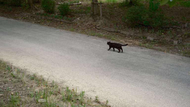 趣味写真はmicroSDで良いのかもしれない