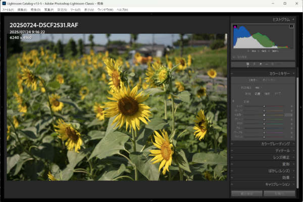 ひまわりを撮って現像する