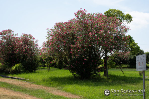 JPGやなんかに書き出しておかないとアレかもしらん