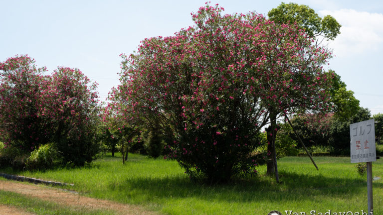 JPGやなんかに書き出しておかないとアレかもしらん