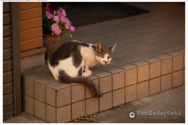 境界線は変わるものだなあ