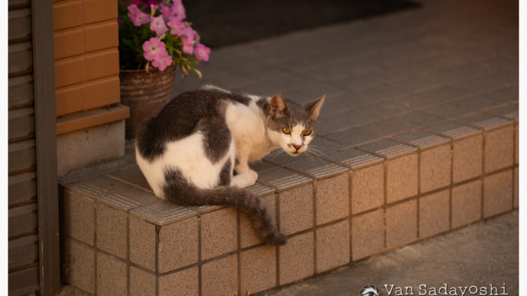 境界線は変わるものだなあ