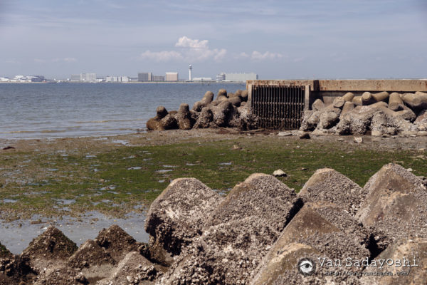 海っペリの意外な面白さ