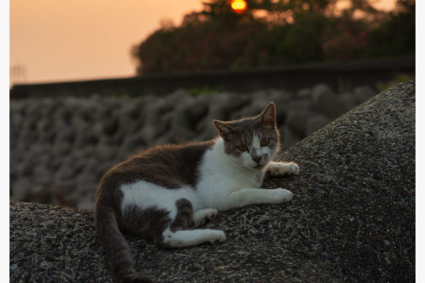 APS-Cに50mmという中途半端な画角