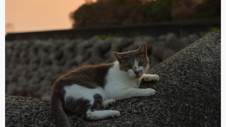 APS-Cに50mmという中途半端な画角