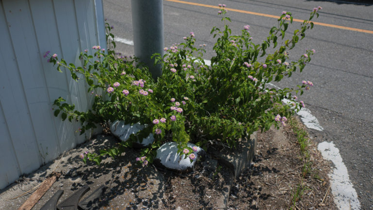 スナップカメラに最速シャッタースピード