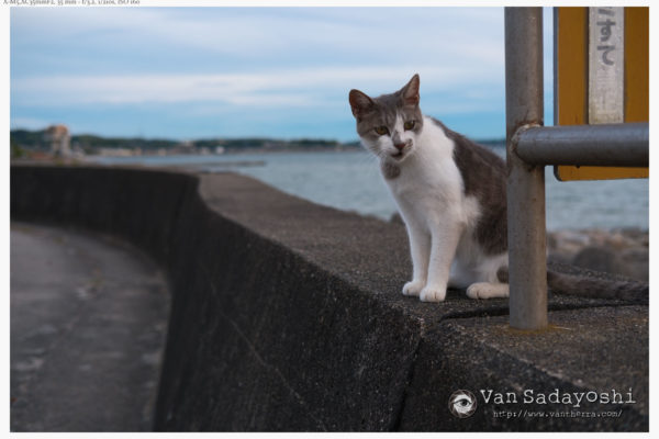 人間の三次元的知覚の成長