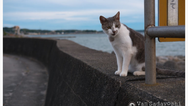人間の三次元的知覚の成長