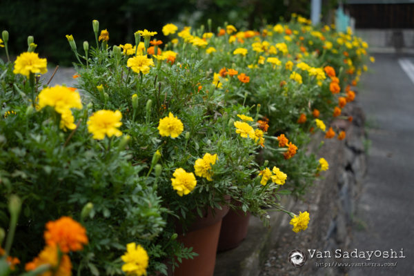 作品と責任、写真と偶然