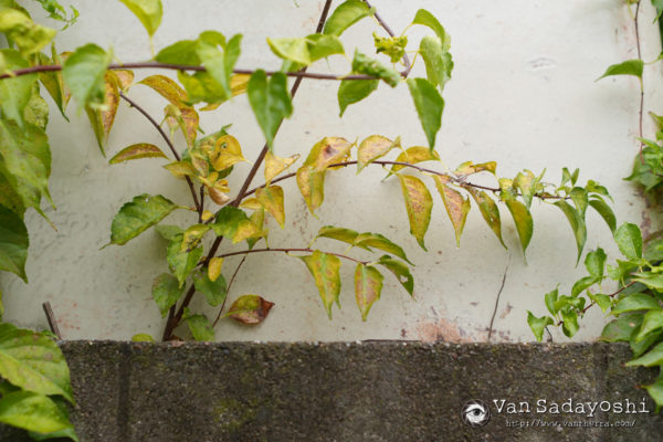 標準レンズ作例撮り