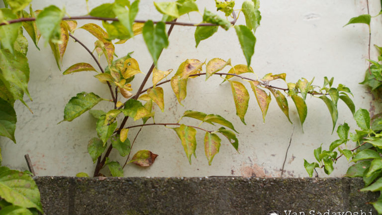 標準レンズ作例撮り