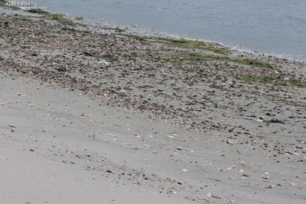 Lightroom:どうもフジにだけ効くらしい”RAWディテール”