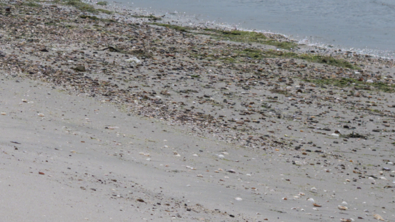 Lightroom:どうもフジにだけ効くらしい”RAWディテール”