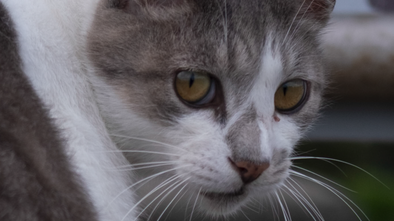 カメラの実力はやっぱり試してみるしかないよね