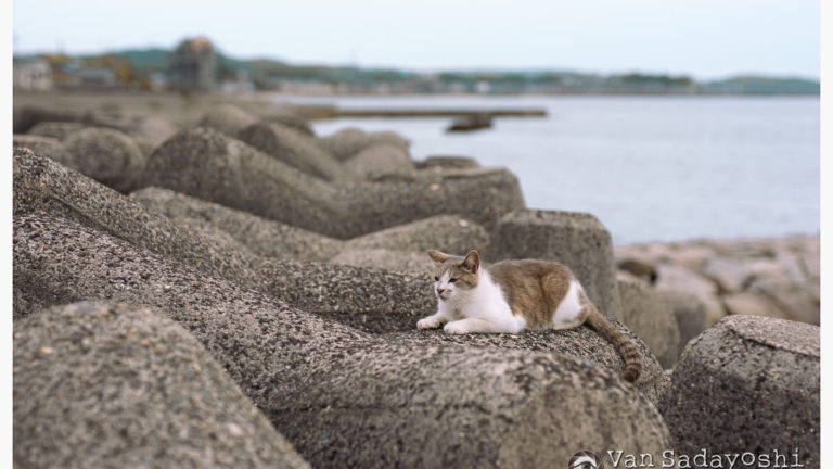 写真の著作権は透明