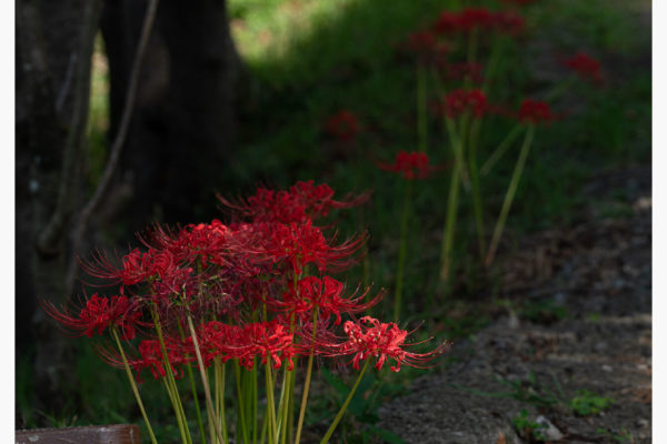 光の美しさだよなあ