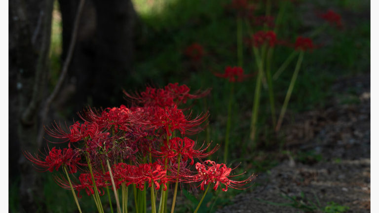 光の美しさだよなあ