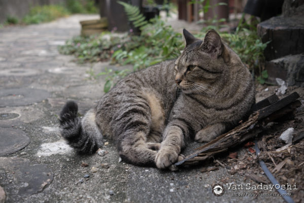 ボケていて暗いならそれはもう絵としては使えんなあと思った話