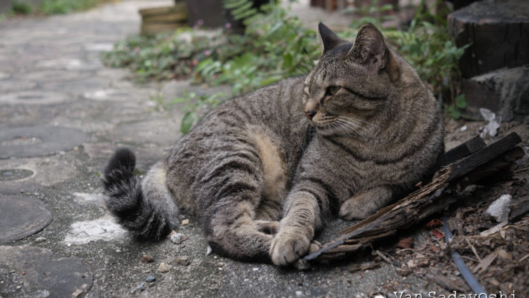 ボケていて暗いならそれはもう絵としては使えんなあと思った話