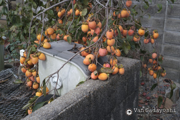 修行合宿で人物スナップ能力を鍛えたい