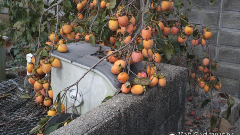 修行合宿で人物スナップ能力を鍛えたい
