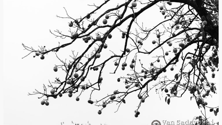 注意は引きたいが見られたくない感じ