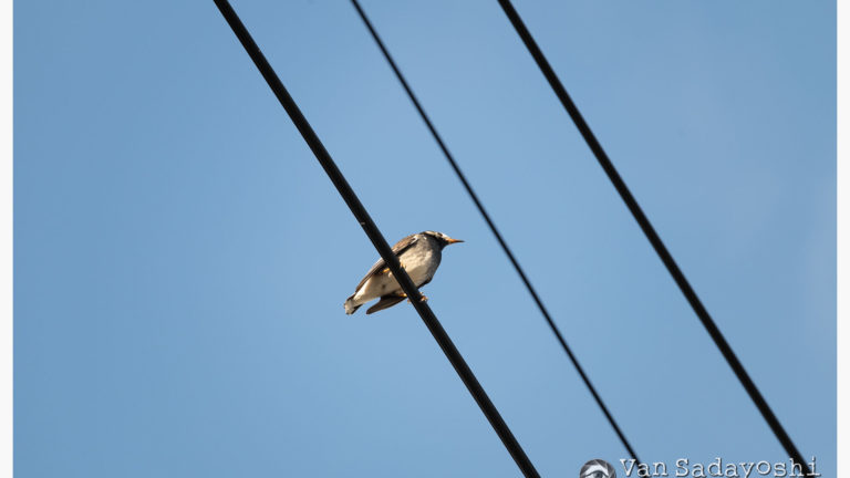 やはり背景は板
