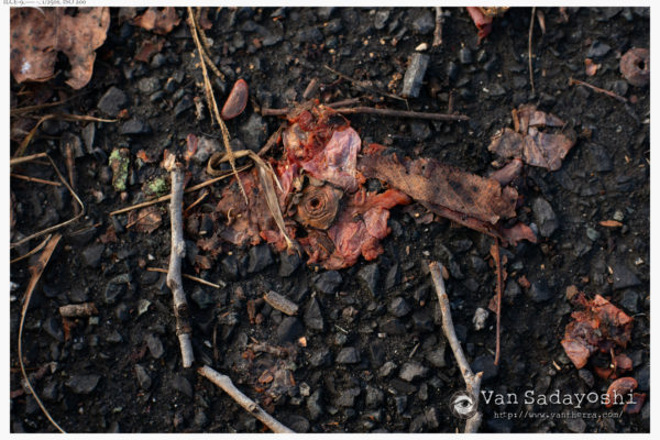 カラヴァッジョかというレベルの背景の暗さ