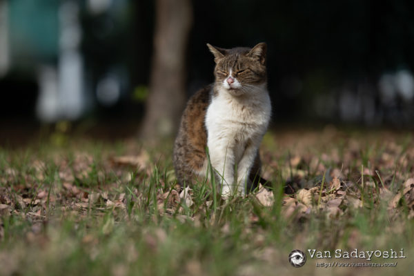 七五三撮ってきた