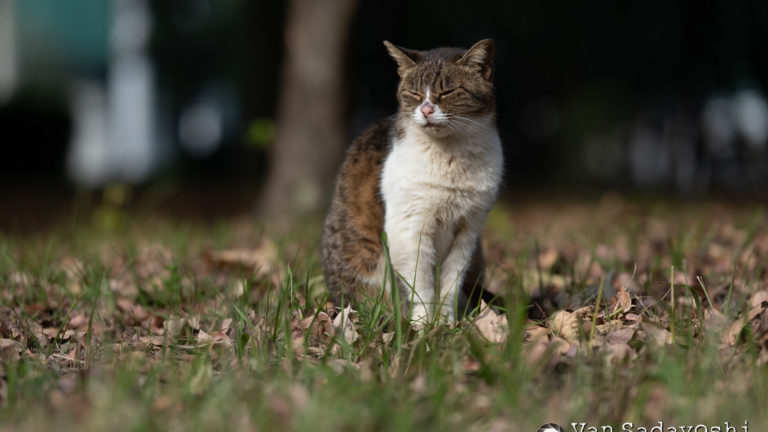 七五三撮ってきた