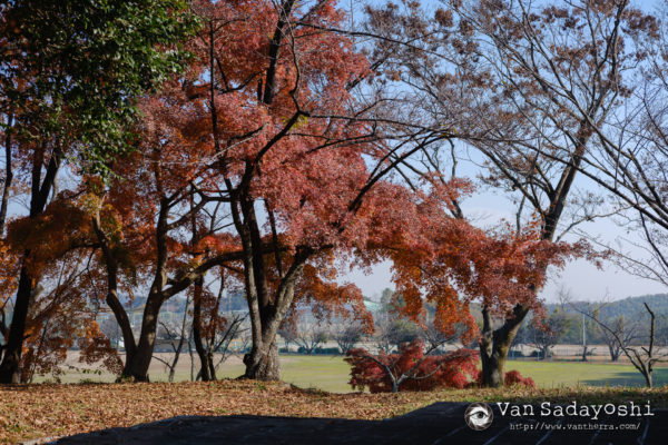 シャドーを持ち上げるのってやっぱりすごく大事なスキルね