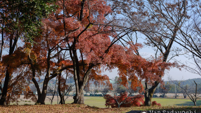 シャドーを持ち上げるのってやっぱりすごく大事なスキルね