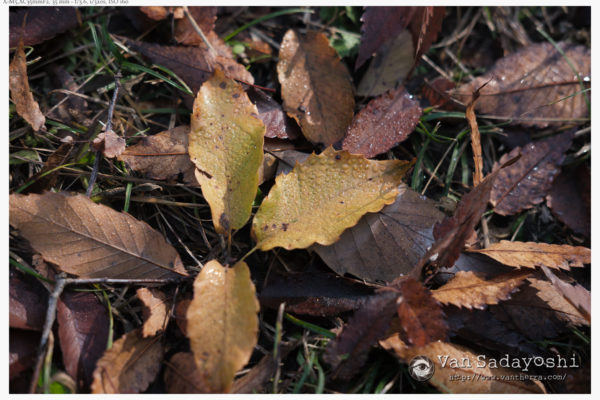 時にはコントラストが高い方が良いよね