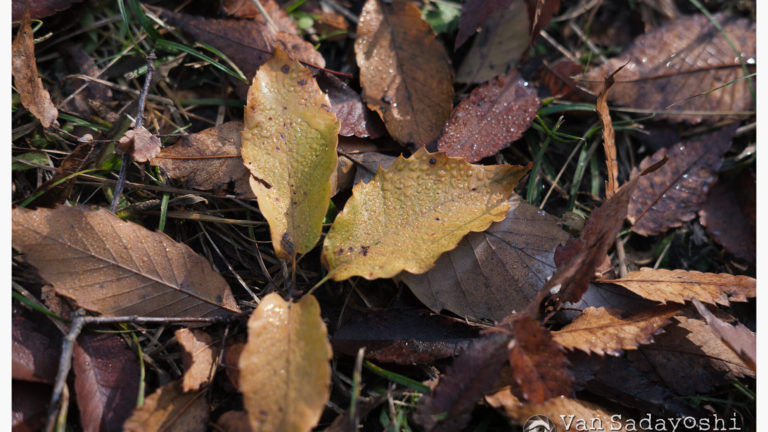 時にはコントラストが高い方が良いよね