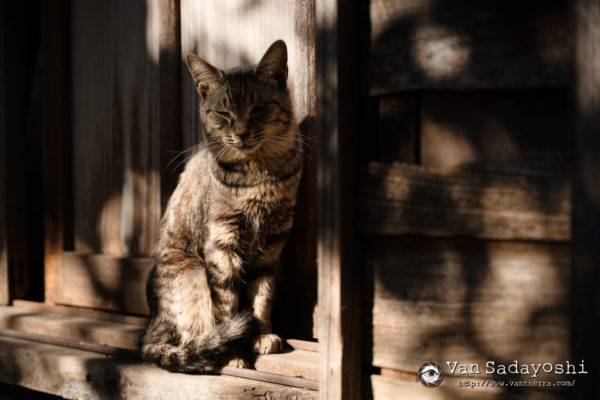一眼レフみたいな多少ごわつきのある写りが欲しい