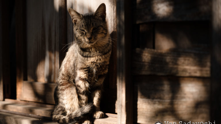 一眼レフみたいな多少ごわつきのある写りが欲しい