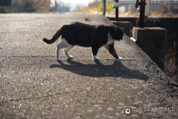 コントラストが下がっちゃった