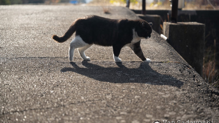 コントラストが下がっちゃった